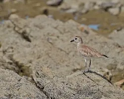 Pluvialis squatarola