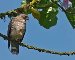 Buteo platypterus