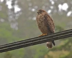 Buteo platypterus