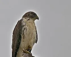 Buteo brachyurus