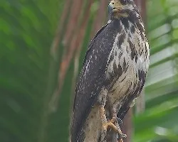 Buteogallus subtilis 