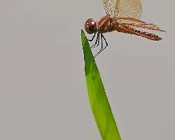 Libélula-1