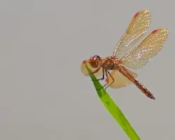 Libélula-2