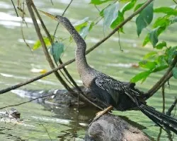 Anhinga anhinga