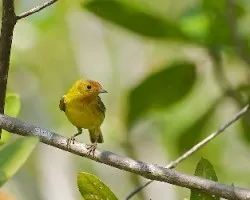 Setophaga petechia erithachorides