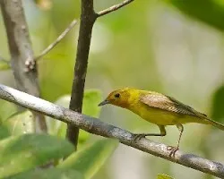 Setophaga petechia erithachorides
