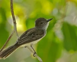 Myiarchus panamensis