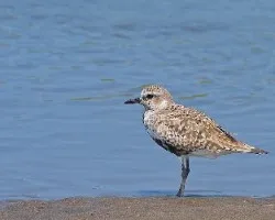 Pluvialis squatarola