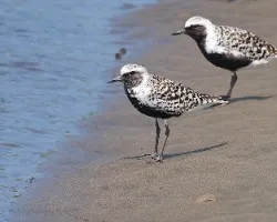 Pluvialis squatarola