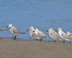 Calidris alba