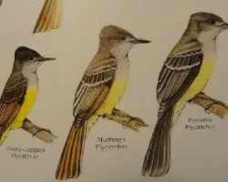Flycatcher
