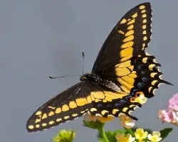 Hermosa mariposa