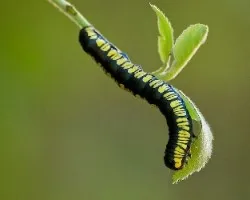 Oruga
