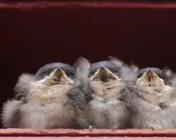 Pygochelidon cyanoleuca