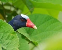 Porphyrio martinica