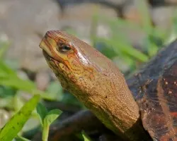 Tortuga