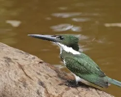 Chloroceryle amazona