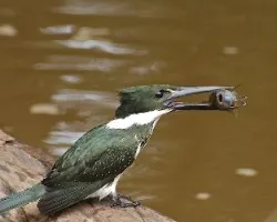 Chloroceryle amazona