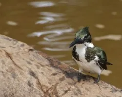 Chloroceryle amazona