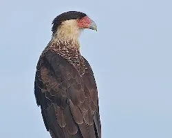Caracara cheriway