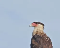 Caracara cheriway