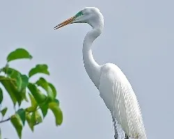 Ardea alba