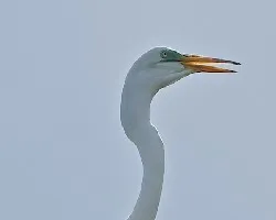 Ardea alba