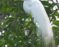 Ardea alba