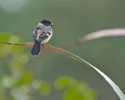 Sporophila torqueola