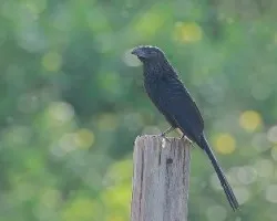 Crotophaga sulcirostris