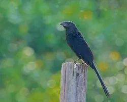 Crotophaga sulcirostris