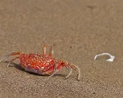 Cangrejo