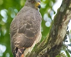 Buteo magnirostris