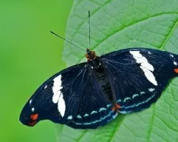 Mariposa 1