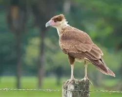 Caracara cheriway