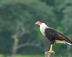 Caracara cheriway