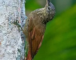 Xiphorhynchus susurrans