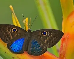 Hermosa mariposa