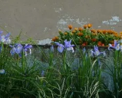 primavera