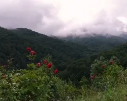el, bosque