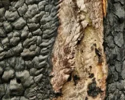 la piel quemada