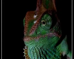 Camaleo callyptratus