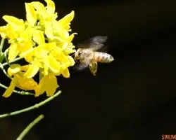 Abeja