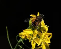 Abeja