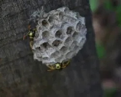 Hymenoptera vespoidae