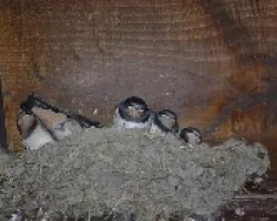 Hirundo rustica