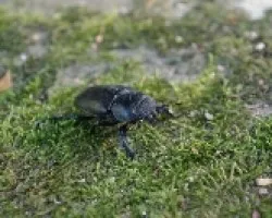 Lucanus cervus