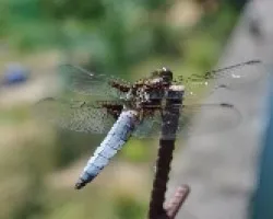 orthetrum coerulescens