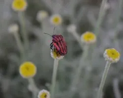 Graphosoma lineatum italicum