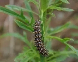Oruga